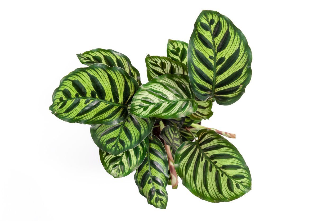 Calathea Peacock Care 