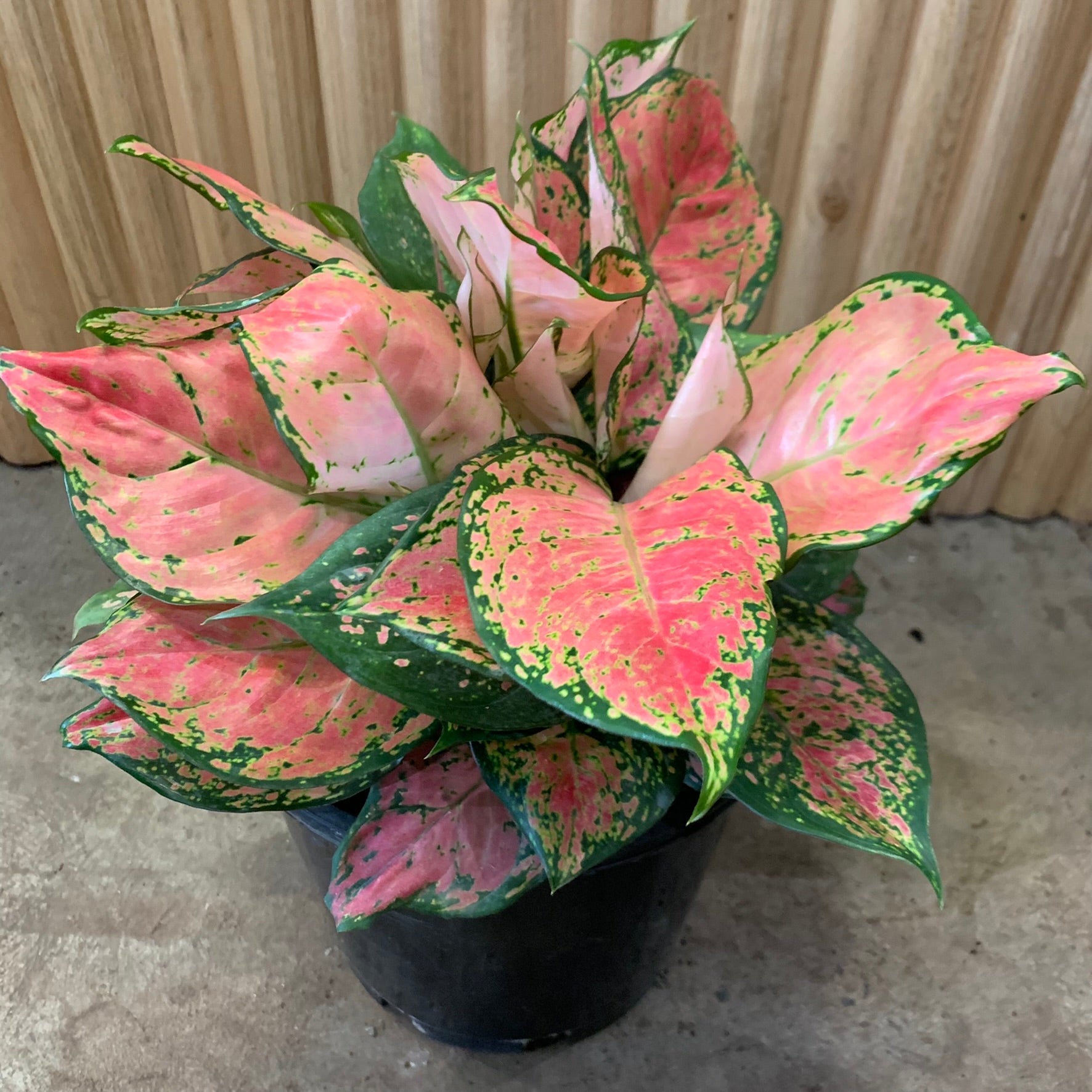 Aglaonema Chinese Evergreen Lady Valentine 20cm pot