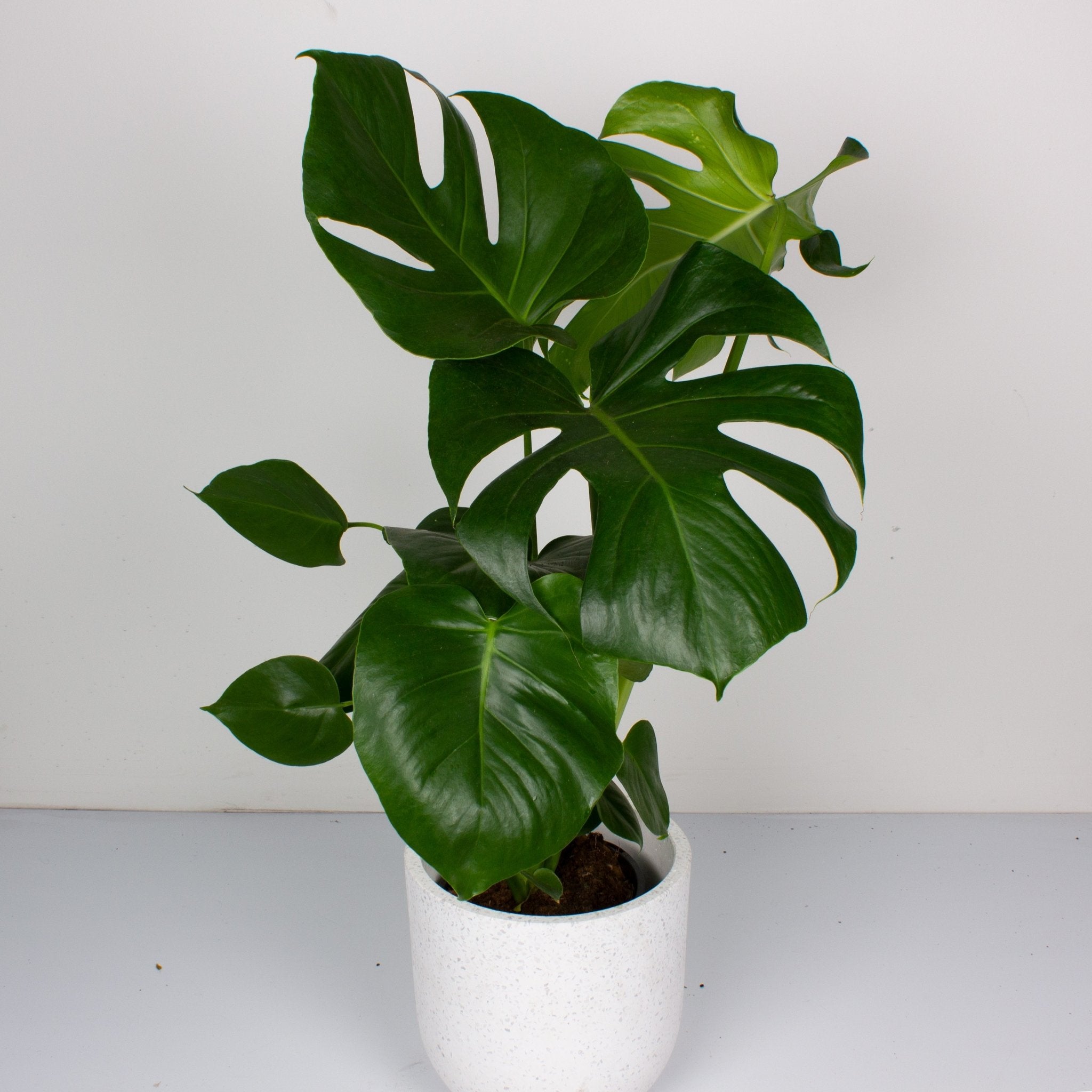monstera-deliciosa -variegata-M-8-face-plante-rare-moyen-panachee.jpg?v=1701707234