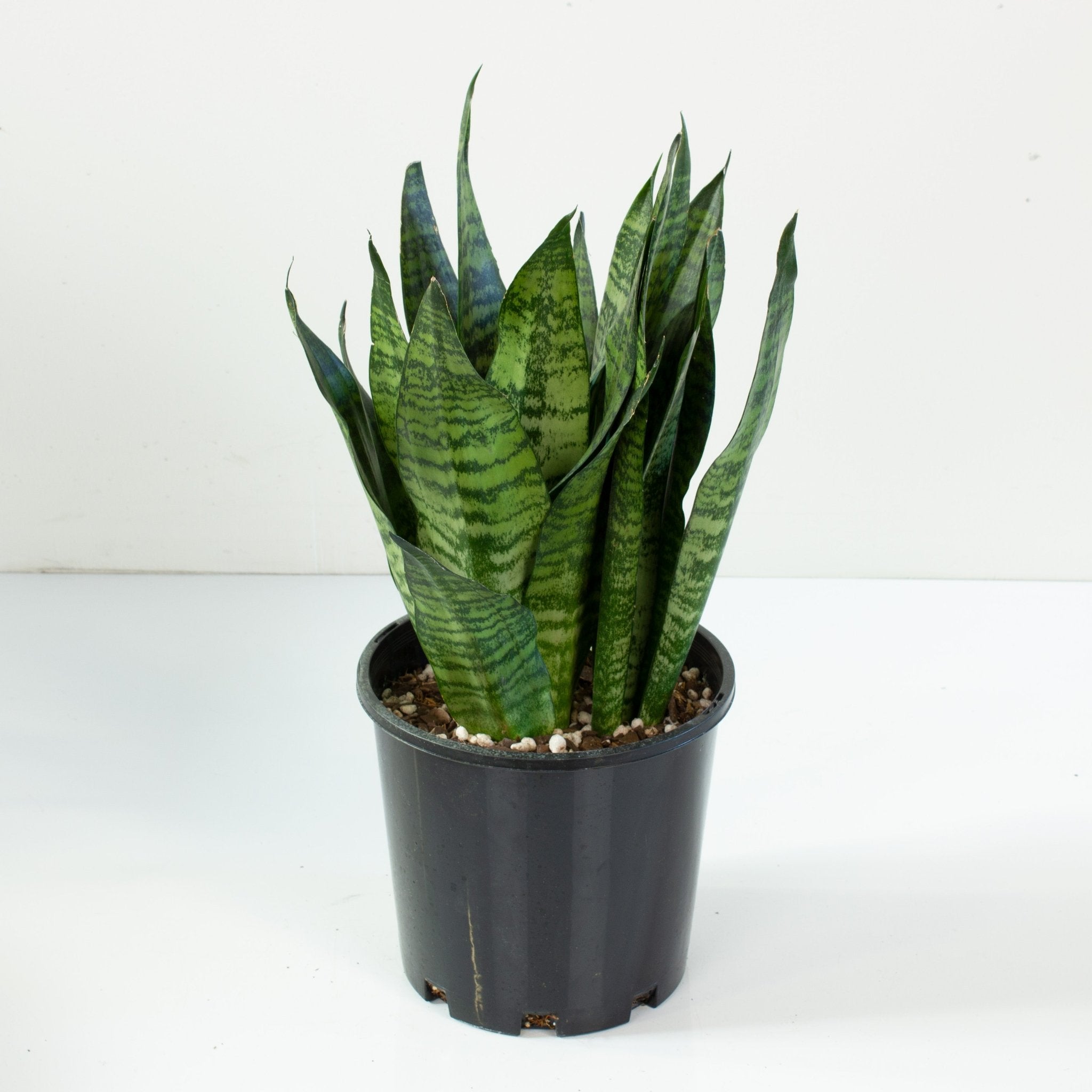 Buy Snake Plant ‘sansevieria Robusta’ 20cm Pot 