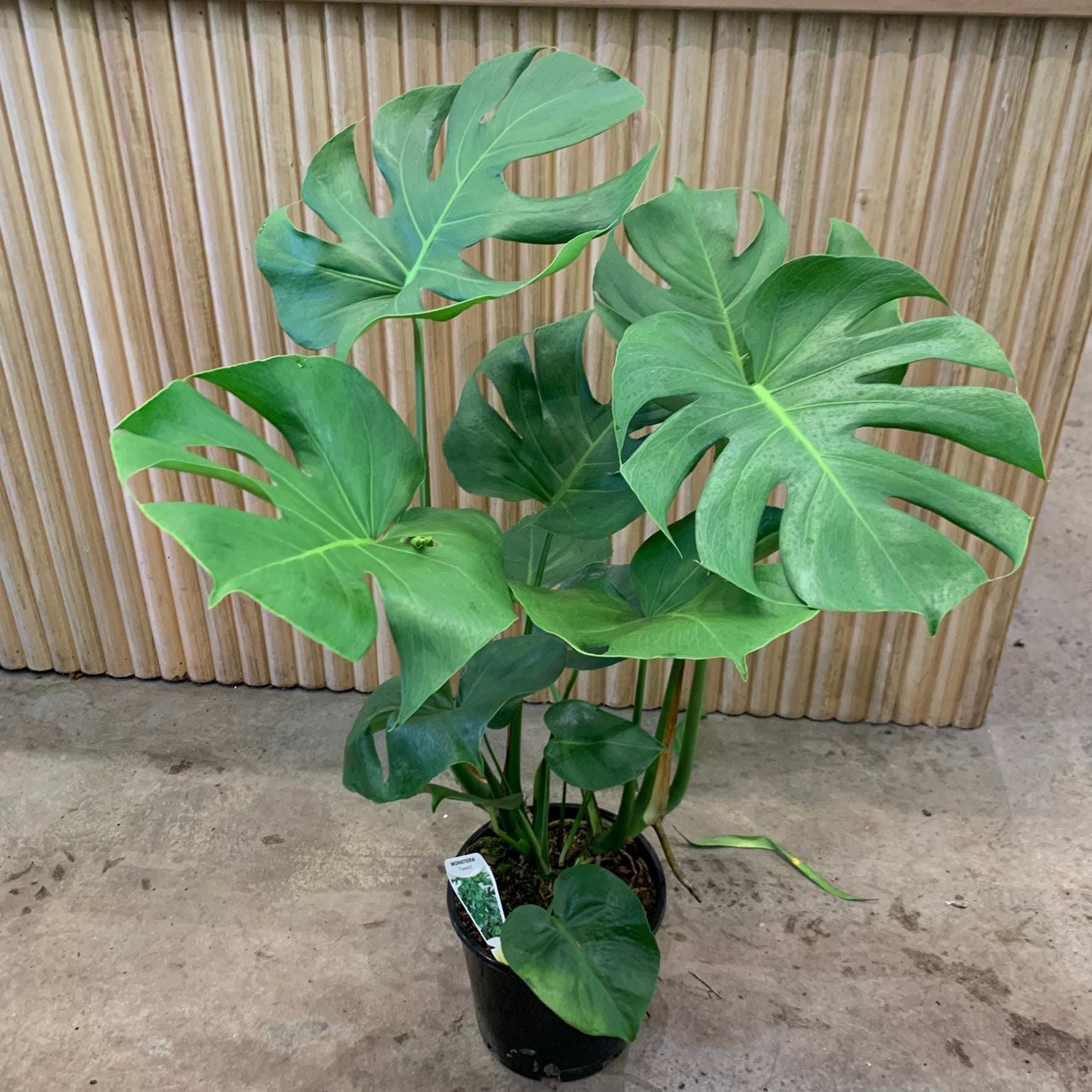 Buy Monstera Deliciosa Indoor Plant 20cm Pot My Jungle Home 6971