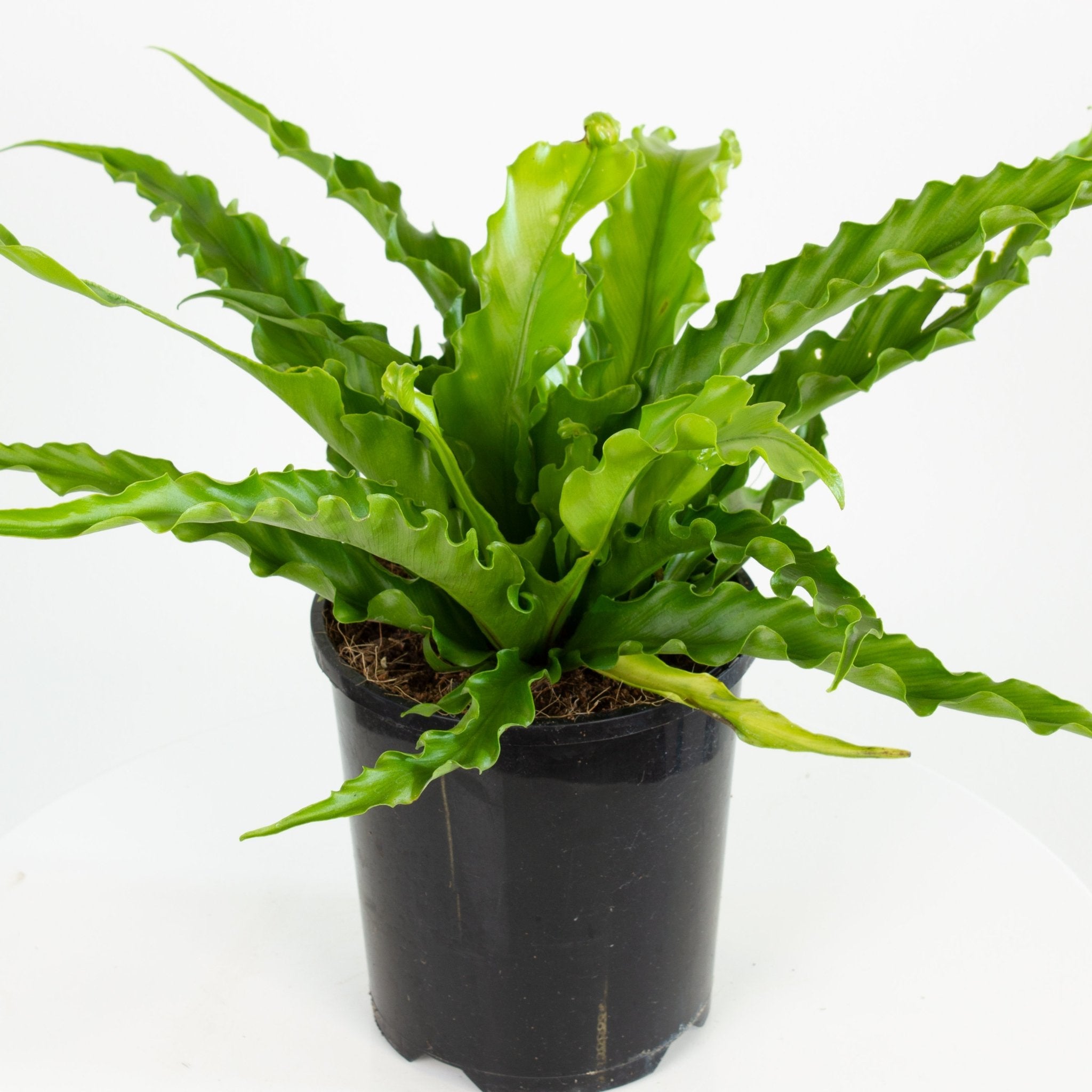 Buy Asplenium nidus 