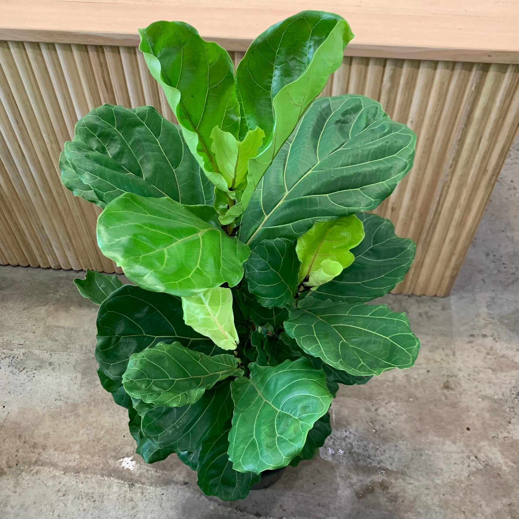 Buy Fiddle Leaf Fig 'Ficus Lyrata' Plant 25cm Pot | My Jungle Home