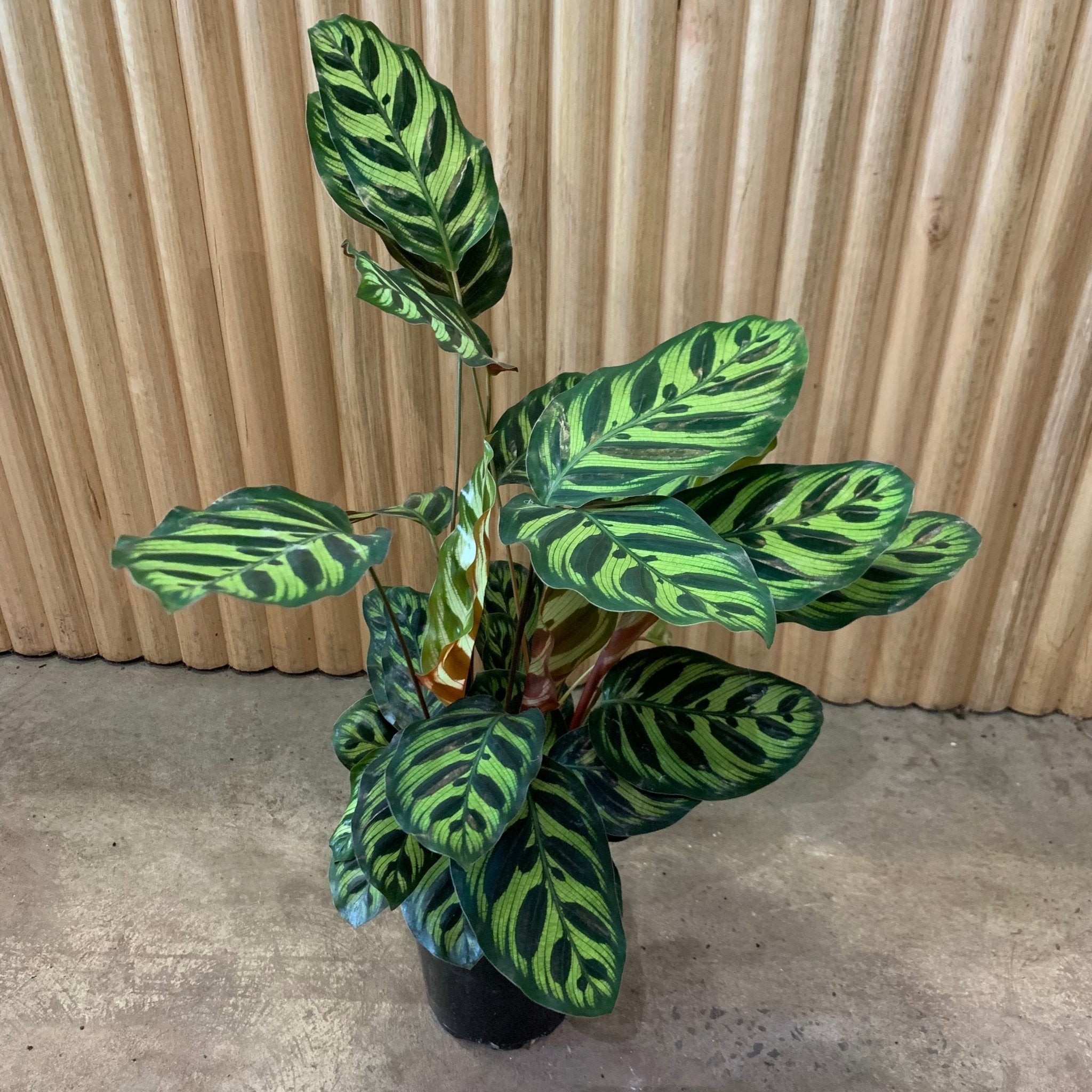 Buy Calathea Makoyana – Peacock Indoor Plant 12.5cm Pot | My Jungle Home