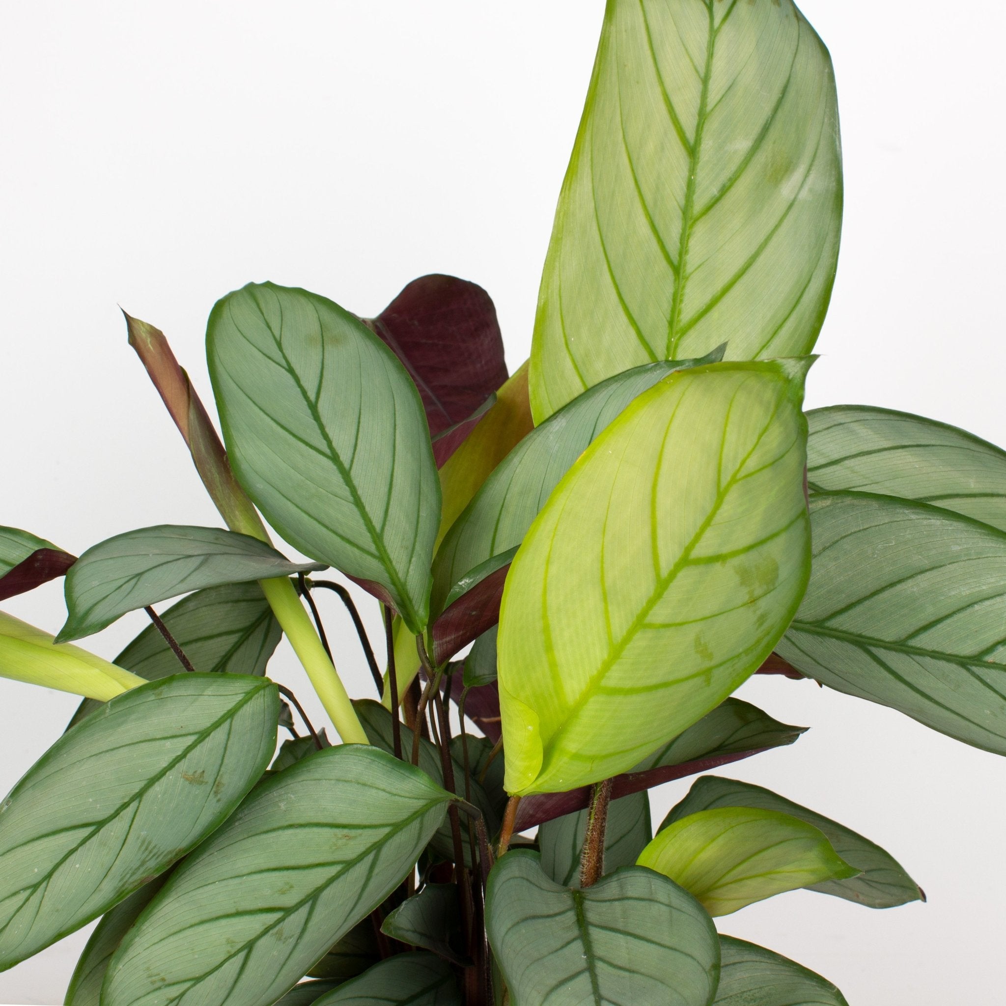 Buy Ctenanthe Grey Star 20cm pot | My Jungle Home