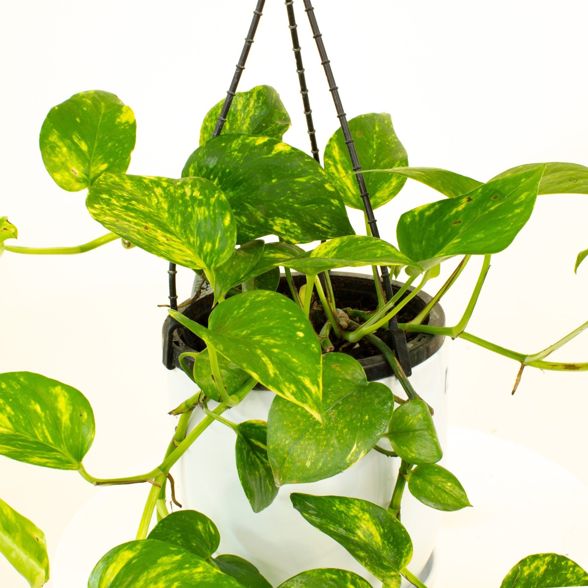 Buy Devils Ivy HB ‘Epipremnum Aureum' 17.5cm Pot | My Jungle Home