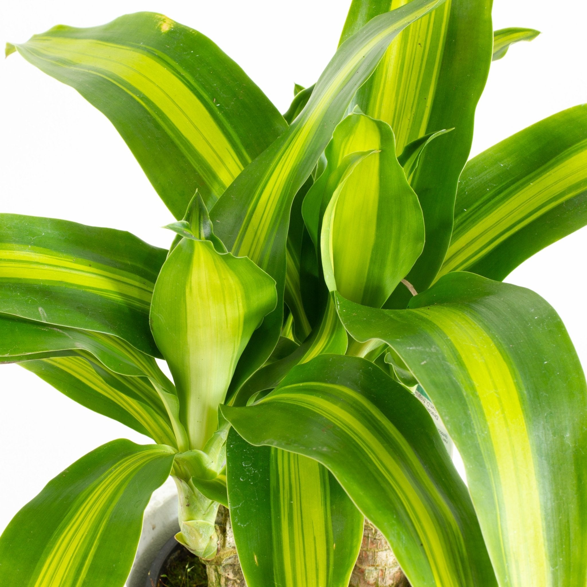 Buy Dracaena massangeana Indoor Plant 14cm Pot | My Jungle Home