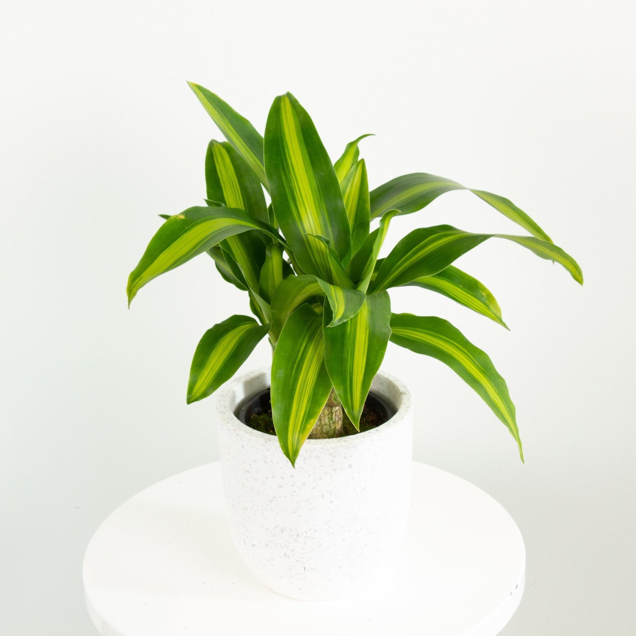 Buy Dracaena massangeana Indoor Plant 14cm Pot | My Jungle Home