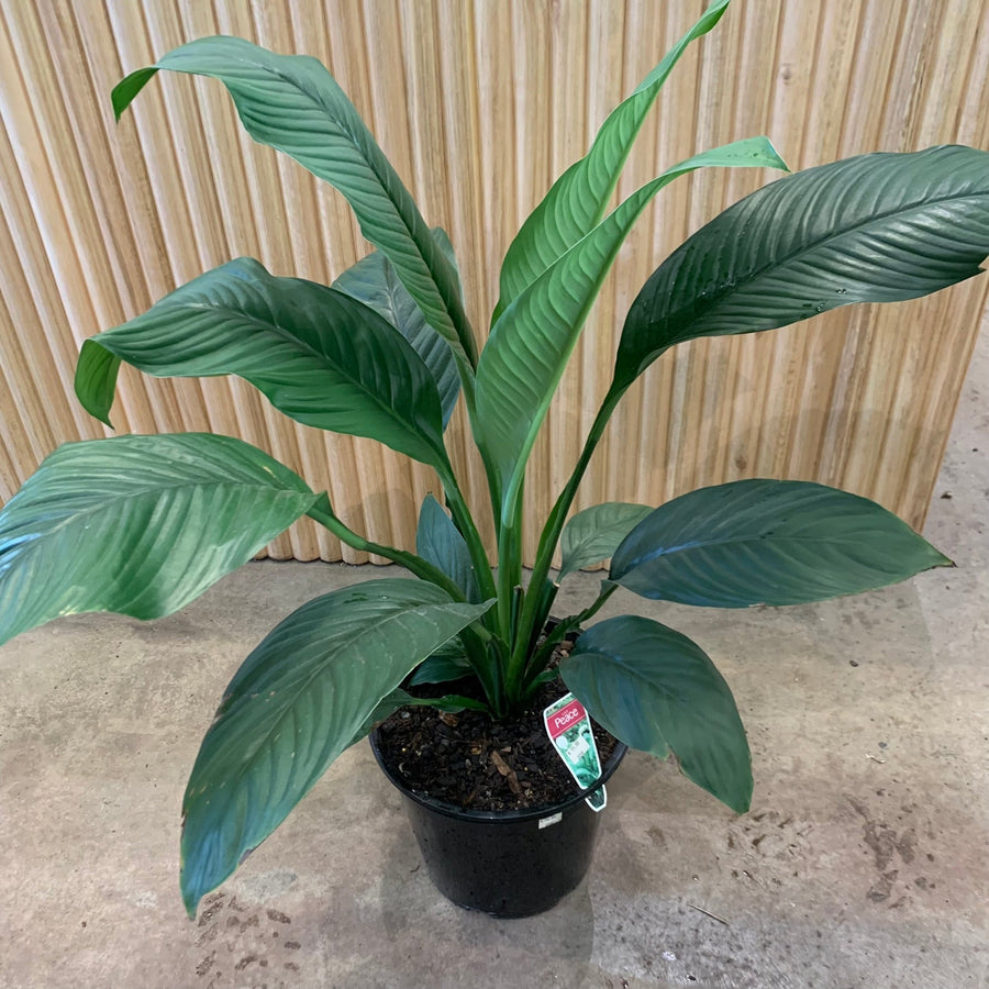 Peace Lily Sensation 25cm pot |My Jungle Home|