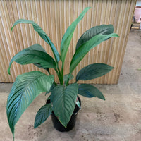 Peace Lily Sensation 25cm pot |My Jungle Home|