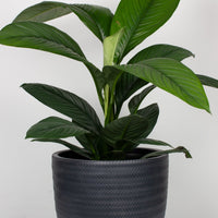 Peace Lily Sensation 30cm pot |My Jungle Home|