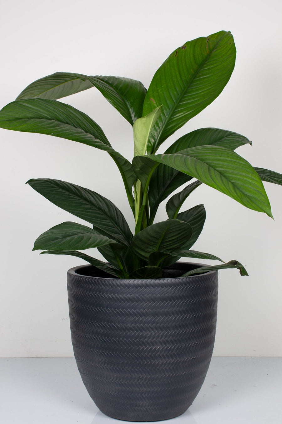 Peace Lily Sensation 30cm pot |My Jungle Home|
