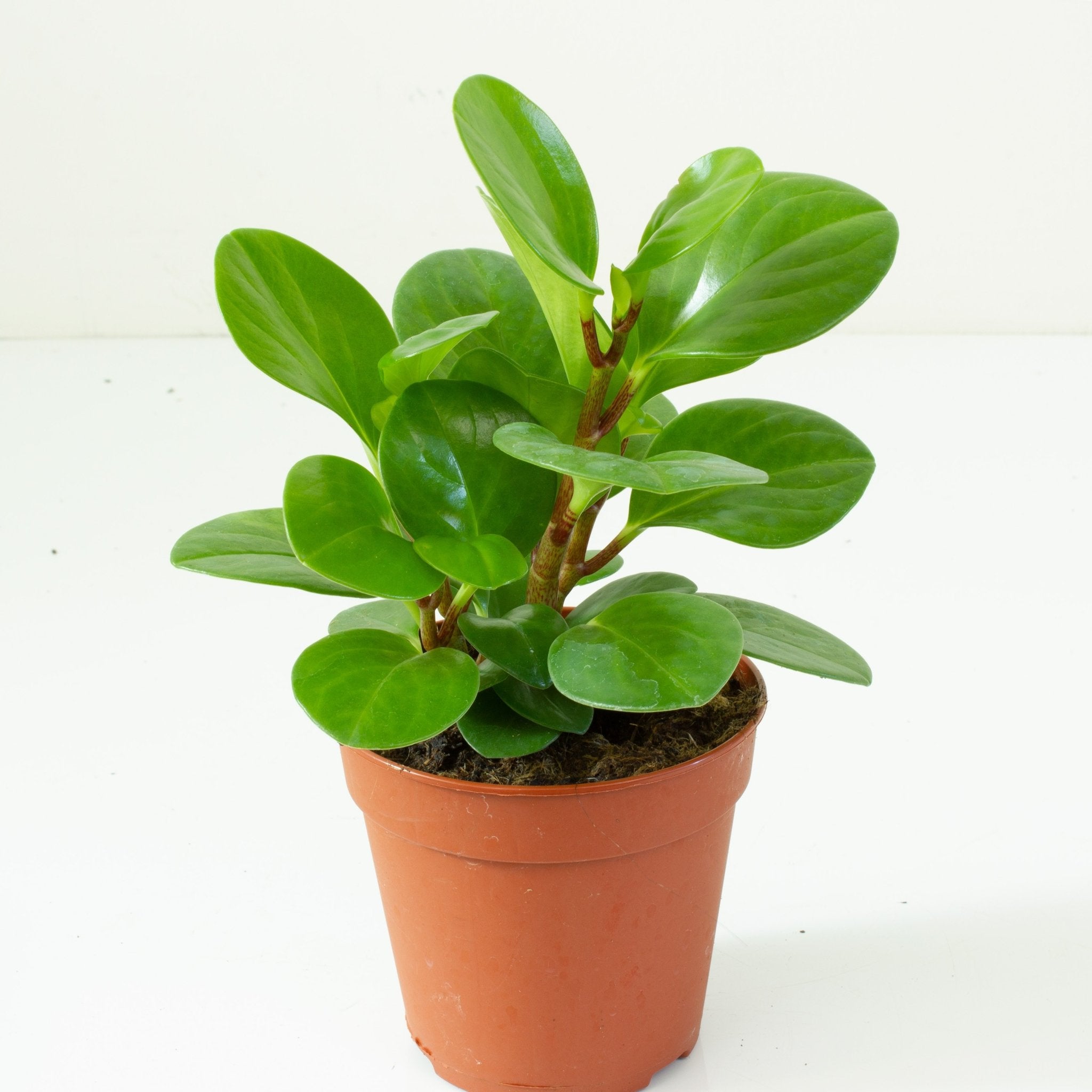 Buy Peperomia Obtusifolia 12cm Pot | My Jungle Home