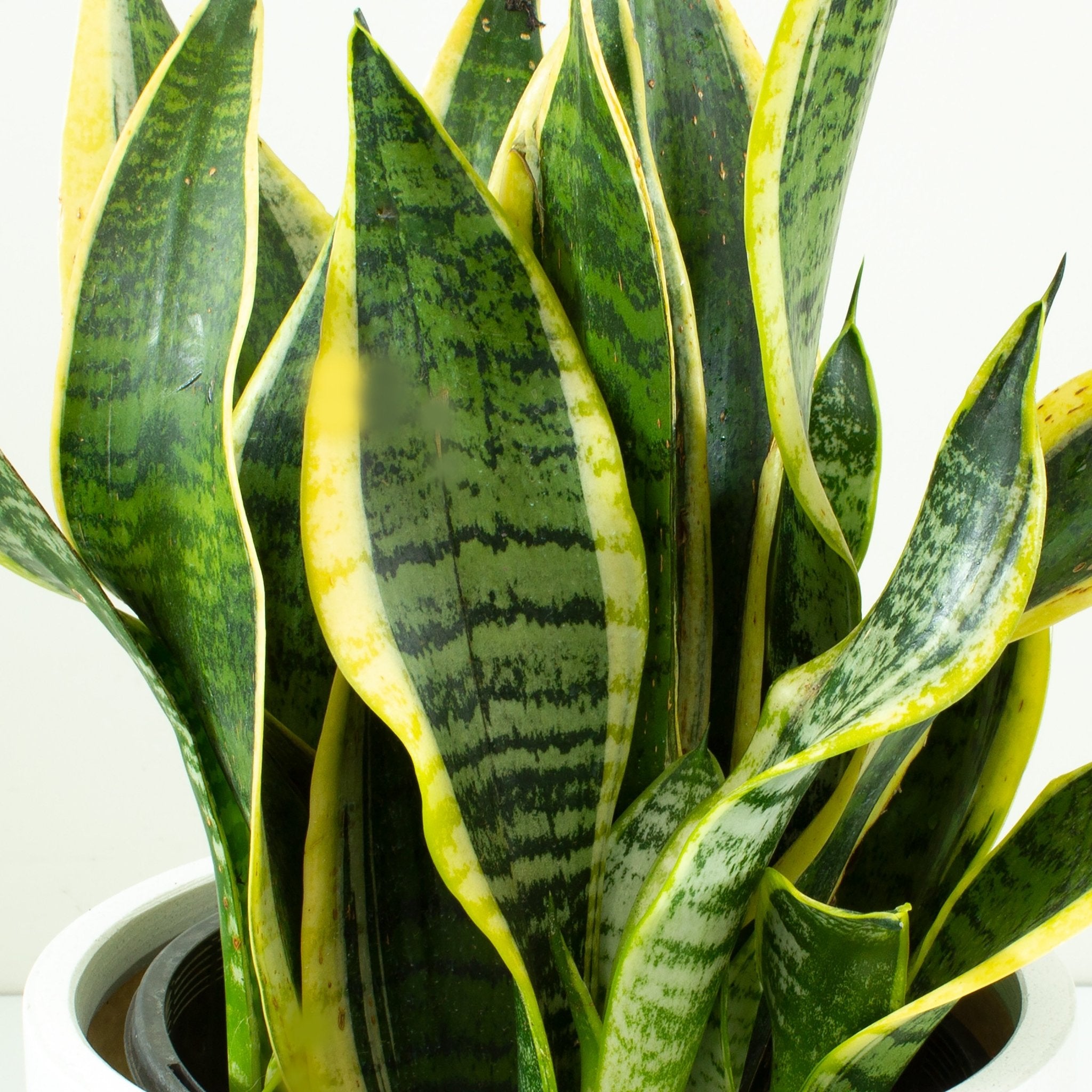 Buy Sansevieria 'Futura Superba' 20cm pot | My Jungle Home