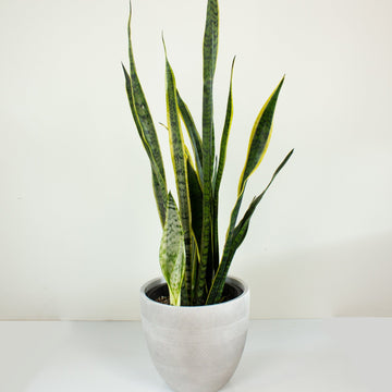 Sansevieria Laurentii ‘Snake Plant’ 30cm pot |My Jungle Home|