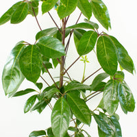 Schefflera Amate 'Umbrella Plant' 30cm pot |My Jungle Home|